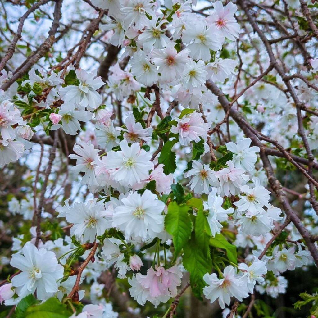 Jugatsu zakura, cerezo que florece en otoño. “Jugatsu” significa “octubre,” pero florecen hasta enero. Foto cortesía de: In Saitama